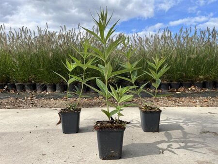 Veronicastrum virg. 'Fascination' geen maat specificatie 0,55L/P9cm - afbeelding 3