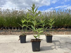 Veronicastrum virg. 'Fascination' geen maat specificatie 0,55L/P9cm - afbeelding 3