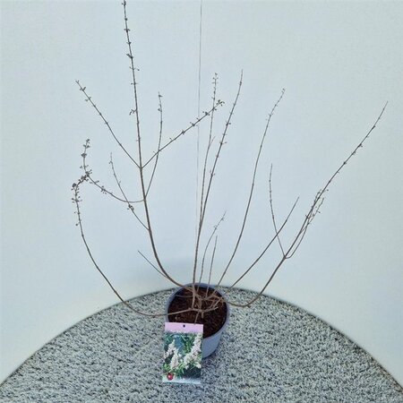 Vitex agnus-castus 'Albus' 40-50 cm cont. 3,0L - afbeelding 2