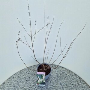 Vitex agnus-castus 'Albus' 40-50 cm cont. 3,0L - afbeelding 2