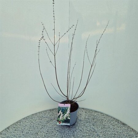 Vitex agnus-castus 'Albus' 40-50 cm cont. 3,0L - afbeelding 3