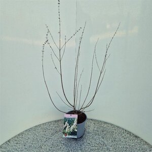 Vitex agnus-castus 'Albus' 40-50 cm cont. 3,0L - afbeelding 3