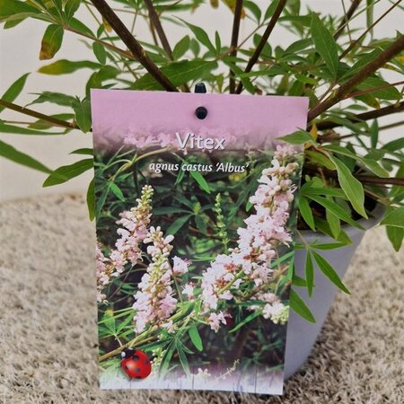 Vitex agnus-castus 'Albus' 40-50 cm cont. 3,0L - afbeelding 2