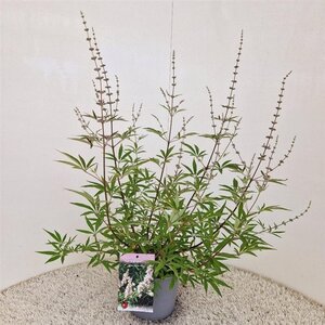 Vitex agnus-castus 'Albus' 40-50 cm cont. 3,0L - afbeelding 3