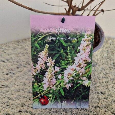 Vitex agnus-castus 'Albus' 40-50 cm cont. 3,0L - afbeelding 4