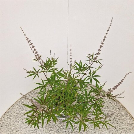 Vitex agnus-castus 'Albus' 40-50 cm cont. 3,0L - afbeelding 4