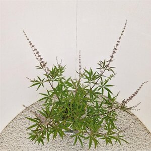 Vitex agnus-castus 'Albus' 40-50 cm cont. 3,0L - afbeelding 4