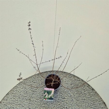 Vitex agnus-castus 'Albus' 40-50 cm cont. 3,0L - afbeelding 5