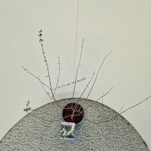 Vitex agnus-castus 'Albus' 40-50 cm cont. 3,0L - afbeelding 5