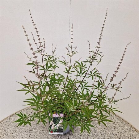 Vitex agnus-castus 'Albus' 40-50 cm cont. 3,0L - afbeelding 5