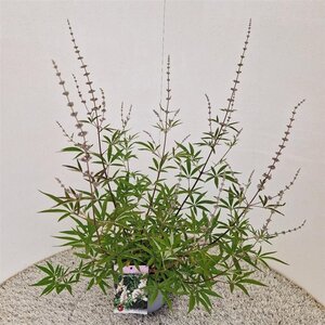 Vitex agnus-castus 'Albus' 40-50 cm cont. 3,0L - afbeelding 5