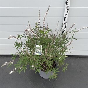Vitex agnus-castus 'Albus' 60-80 cm cont. 10L