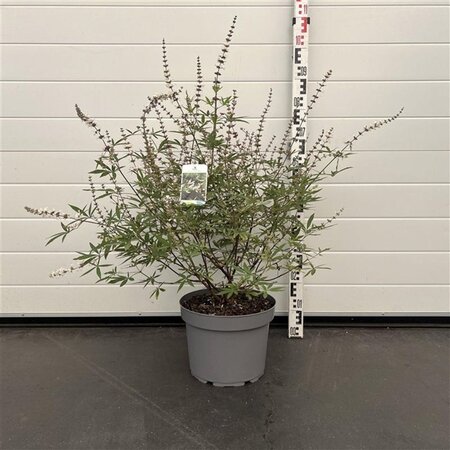Vitex agnus-castus 'Albus' 60-80 cm cont. 10L - afbeelding 3