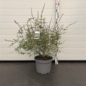 Vitex agnus-castus 'Albus' 60-80 cm cont. 10L - afbeelding 3