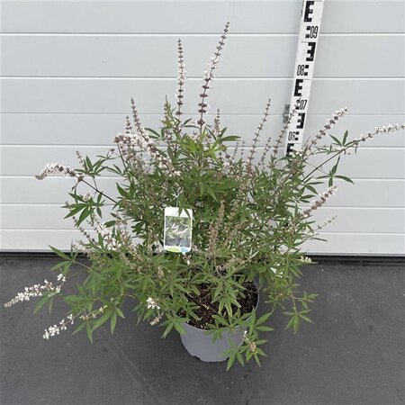 Vitex agnus-castus 'Albus' 60-80 cm cont. 10L - afbeelding 4