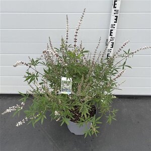 Vitex agnus-castus 'Albus' 60-80 cm cont. 10L - afbeelding 4