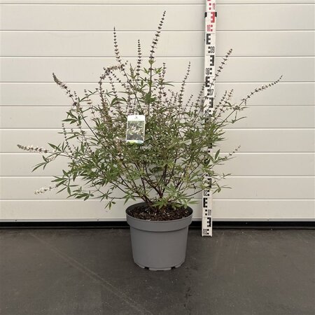 Vitex agnus-castus 'Albus' 60-80 cm cont. 10L - afbeelding 2