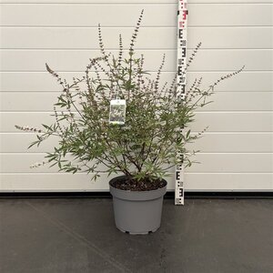 Vitex agnus-castus 'Albus' 60-80 cm cont. 10L - afbeelding 2