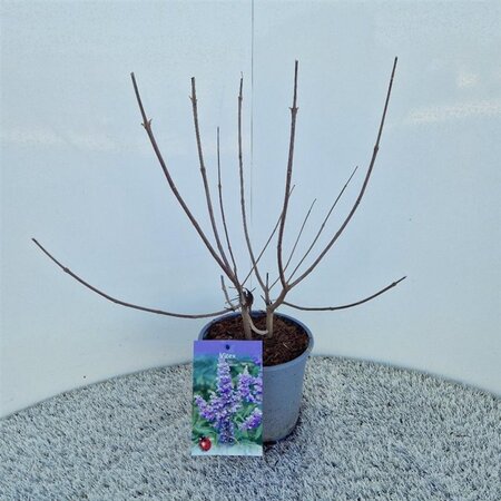 Vitex agnus-castus 30-40 cm cont. 3,0L - afbeelding 3