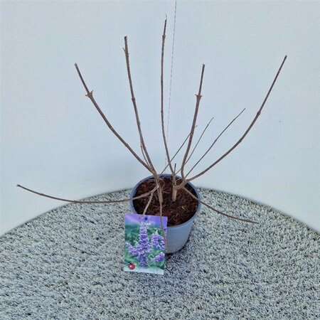 Vitex agnus-castus 30-40 cm cont. 3,0L - afbeelding 5