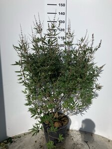 Vitex agnus-castus latifolia 100-125 cm cont. 25L