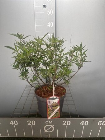 Vitex agnus-castus Pink Pinnacle 30-40 cm cont. 3,0L - afbeelding 1