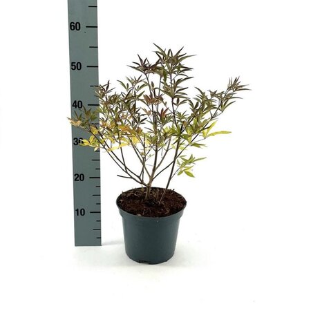 Vitex agnus-castus Pink Pinnacle 30-40 cm cont. 3,0L - afbeelding 3