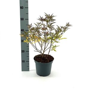 Vitex agnus-castus Pink Pinnacle 30-40 cm cont. 3,0L - afbeelding 3