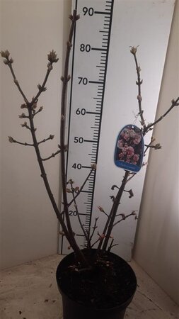 Viburnum bodn. 'Charles Lamont' 100-125 cm met kluit - afbeelding 2