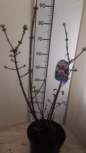 Viburnum bodn. 'Charles Lamont' 100-125 cm met kluit - afbeelding 2