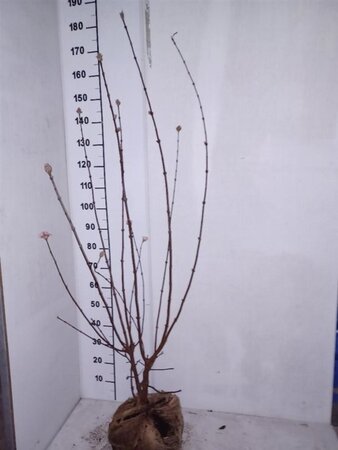 Viburnum bodn. 'Charles Lamont' 100-125 cm met kluit - afbeelding 1