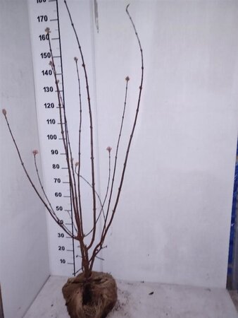 Viburnum bodn. 'Charles Lamont' 125-150 cm met kluit - afbeelding 2