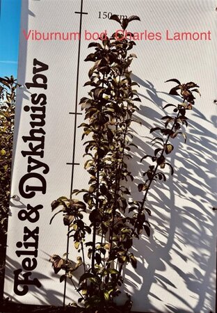 Viburnum bodn. 'Charles Lamont' 125-150 cm met kluit - afbeelding 1