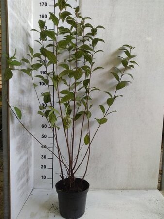 Viburnum bodn. 'Charles Lamont' 125-150 cm met kluit - afbeelding 3