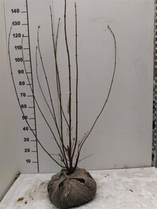Viburnum bodn. 'Charles Lamont' 125-150 cm met kluit - afbeelding 4