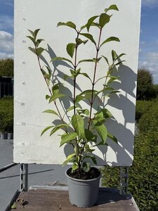 Viburnum bodn. 'Charles Lamont' 50-60 cm cont. 3,0L