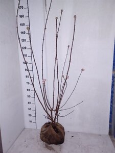 Viburnum bodn. 'Dawn' 100-125 cm met kluit
