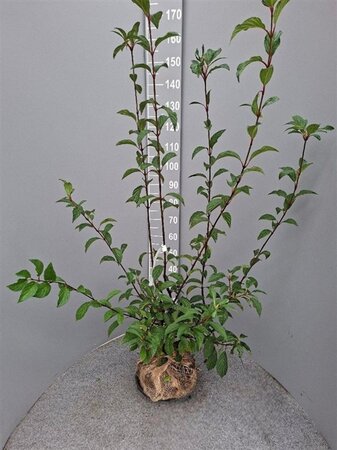 Viburnum bodn. 'Dawn' 100-125 cm met kluit - afbeelding 2