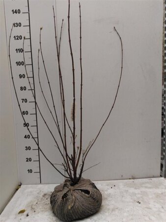 Viburnum bodn. 'Dawn' 125-150 cm met kluit - afbeelding 3