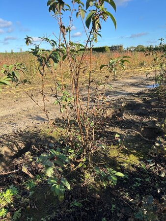 Viburnum bodn. 'Dawn' 125-150 cm RB - image 2