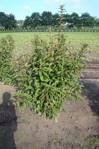 Viburnum bodn. 'Dawn' 125-150 cm RB