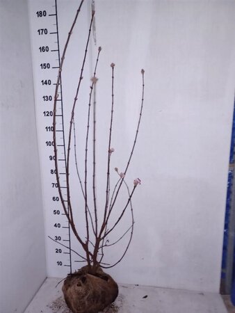 Viburnum bodn. 'Dawn' 125-150 cm RB - image 4