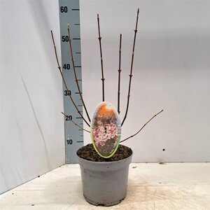 Viburnum bodn. 'Dawn' 40-50 cm cont. 2,0L