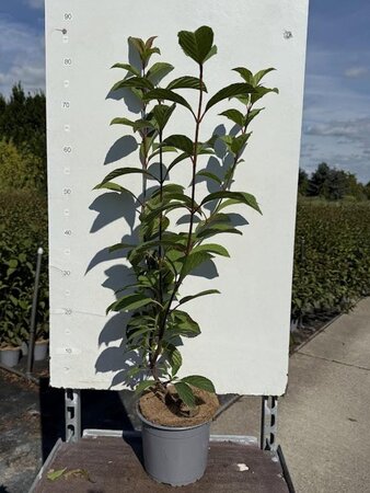 Viburnum bodn. 'Dawn' 50-60 cm cont. 3,0L - afbeelding 3