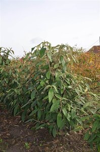 Viburnum rhytidophyllum 100-125 cm met kluit - afbeelding 4