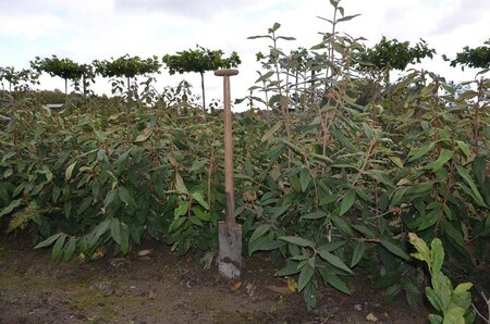 Viburnum rhytidophyllum 80-100 cm met kluit - afbeelding 4