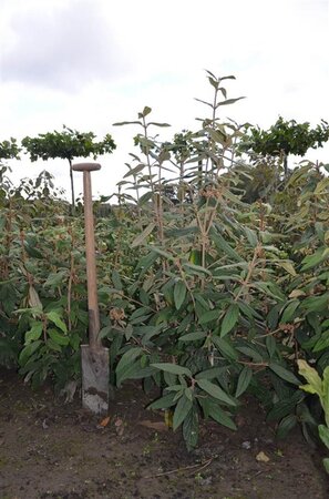 Viburnum rhytidophyllum 80-100 cm met kluit - afbeelding 5