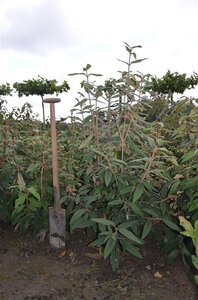 Viburnum rhytidophyllum 80-100 cm met kluit - afbeelding 5
