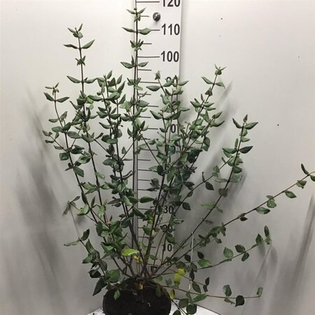 Viburnum burkwoodii 80-100 cm cont. 12L - afbeelding 1