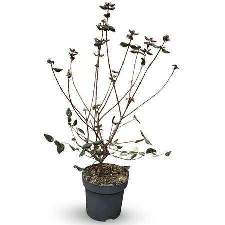 Viburnum burkwoodii 80-100 cm cont. 12L - afbeelding 5